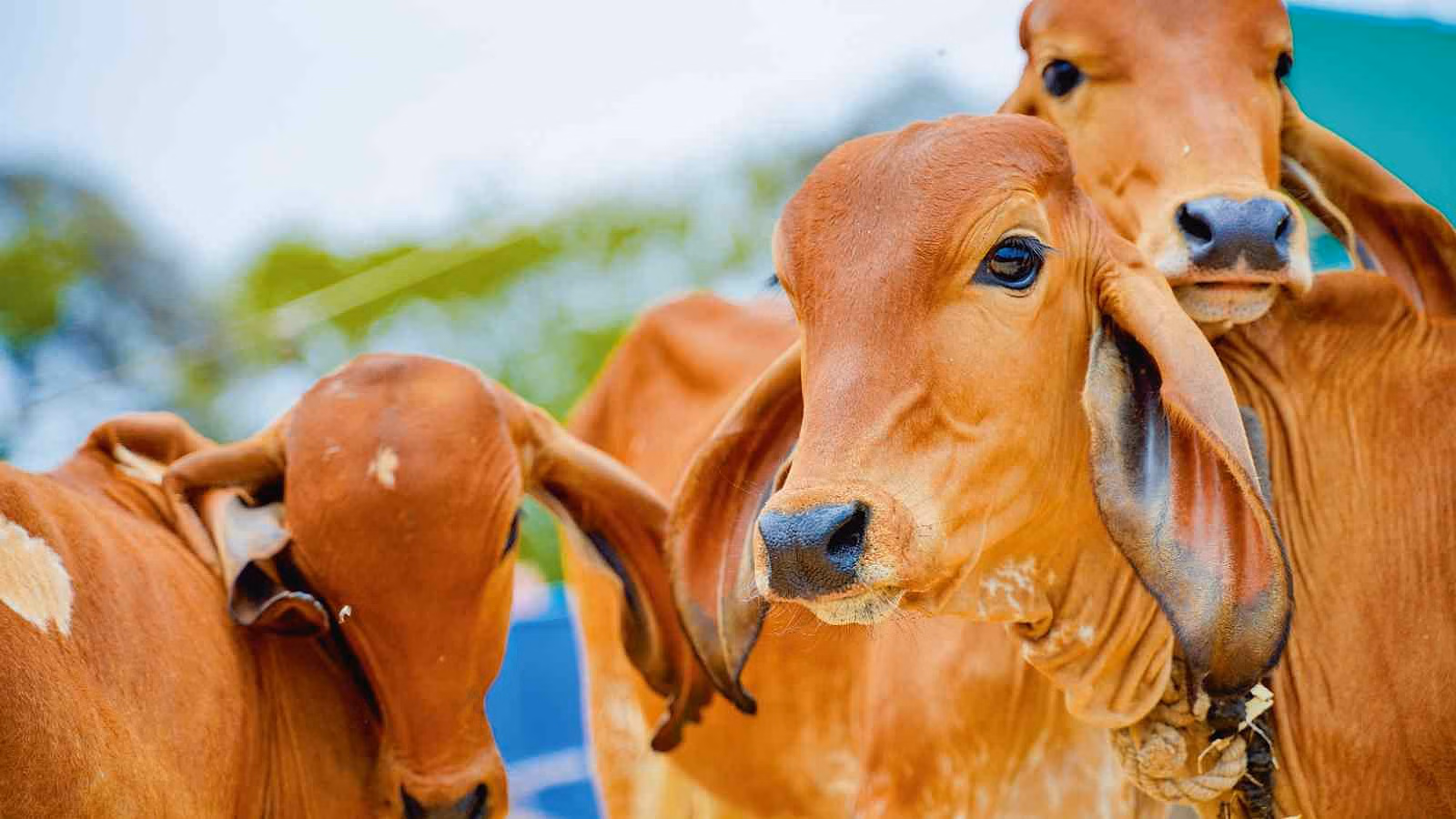 Prayagraj: मुख्यमंत्री निराश्रित गोवंश सहभागिता योजना से ग्रामीणों को मिलेगा रोजगार का अवसर Prayagraj: मुख्यमंत्री निराश्रित गोवंश सहभागिता योजना से ग्रामीणों को मिलेगा रोजगार का अवसर