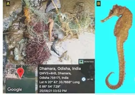 धामरा में भूतिया जाल में दुर्लभ समुद्री घोड़े की प्रजाति पाई गई धामरा में भूतिया जाल में दुर्लभ समुद्री घोड़े की प्रजाति पाई गई