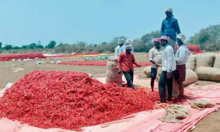 केंद्र ने Telangana मिर्च किसानों के लिए समर्थन की घोषणा की केंद्र ने Telangana मिर्च किसानों के लिए समर्थन की घोषणा की