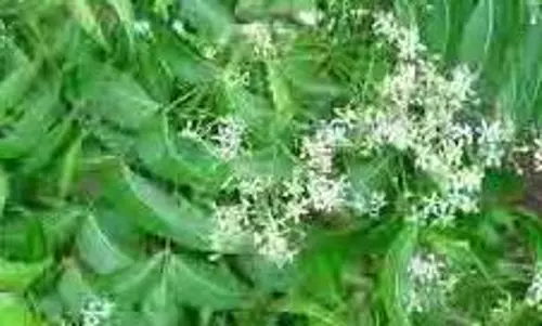 Neem Flowers Health Benefits: नीम के पत्ते ही नहीं फूल भी हैं औषधीय गुणों का खजाना