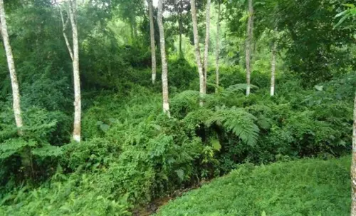 Arunachal: इटानगर डीसी ने वन्यजीव अभयारण्य और आरक्षित वन क्षेत्रों में एलपीसी रद्द कर दी