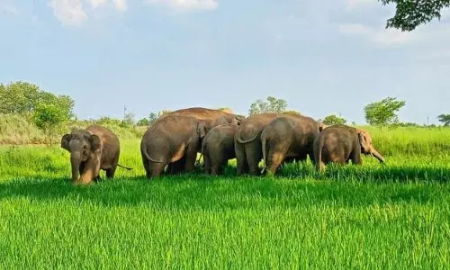 बछड़े जन्म के बाद हाथियों का झुंड जंगल में डेरा डाले, दहशत का माहौल
