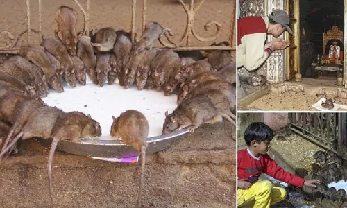 Karni Mata मंदिर में चूहों को मारना माना जाता है महापाप, भयंकर सजा Karni Mata मंदिर में चूहों को मारना माना जाता है महापाप, भयंकर सजा