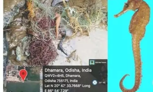 धामरा में भूतिया जाल में दुर्लभ समुद्री घोड़े की प्रजाति पाई गई धामरा में भूतिया जाल में दुर्लभ समुद्री घोड़े की प्रजाति पाई गई