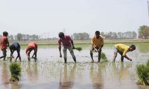 Punjab में फसल विविधीकरण के लिए नकद प्रोत्साहन की मांग Punjab में फसल विविधीकरण के लिए नकद प्रोत्साहन की मांग