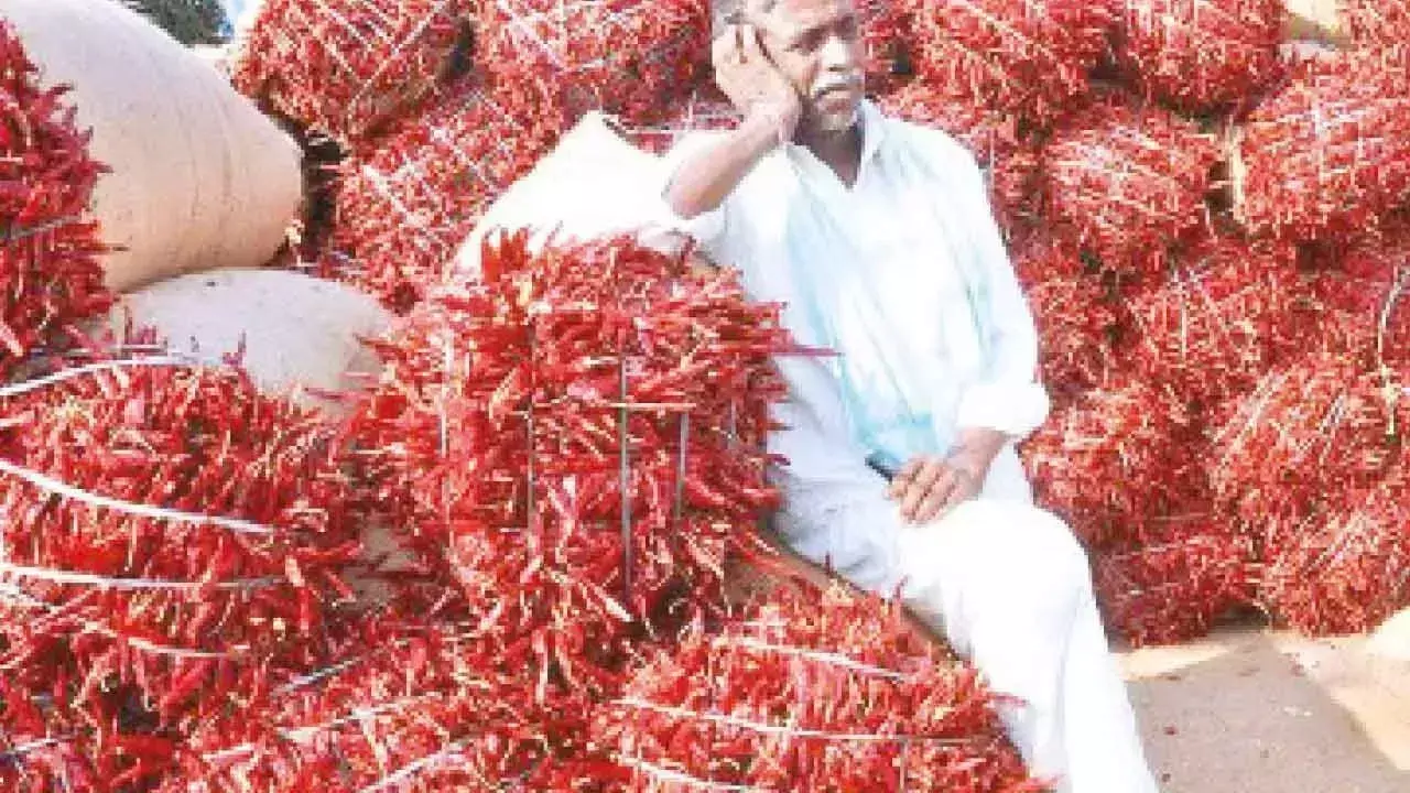 Telangana: केंद्र ने मिर्च किसानों को संकट से उबारने पर सहमति जताई