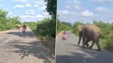 स्कूटी सवार को देख आया हाथी को गुस्सा, देखें वायरल VIDEO स्कूटी सवार को देख आया हाथी को गुस्सा, देखें वायरल VIDEO