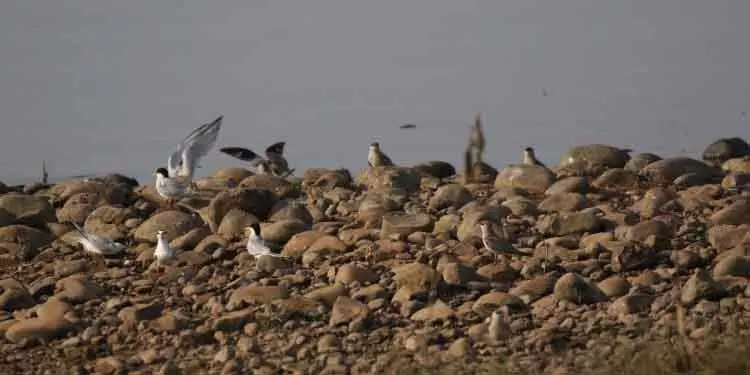 Hirakud में घोंसला बनाने के लिए आते हैं वेडर्स Hirakud में घोंसला बनाने के लिए आते हैं वेडर्स