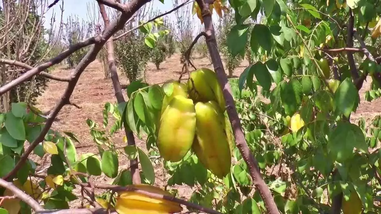 प्रगतिशील किसान ने कॉर्पोरेट नौकरी छोड़ने के बाद मेहनत का पाया फल प्रगतिशील किसान ने कॉर्पोरेट नौकरी छोड़ने के बाद मेहनत का पाया फल