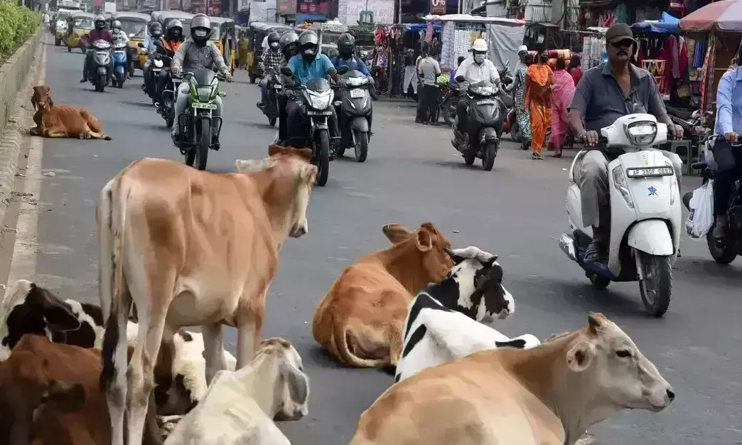 Bareilly: छुट्टा पशुओं की समस्या, नगर निगम के दावे खोखले साबित Bareilly: छुट्टा पशुओं की समस्या, नगर निगम के दावे खोखले साबित