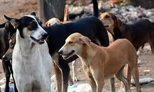 Kerala के वडकारा में आवारा कुत्ते ने पांच लोगों पर किया हमला, एक घायल