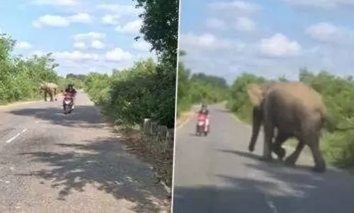 स्कूटी सवार को देख आया हाथी को गुस्सा, देखें वायरल VIDEO स्कूटी सवार को देख आया हाथी को गुस्सा, देखें वायरल VIDEO
