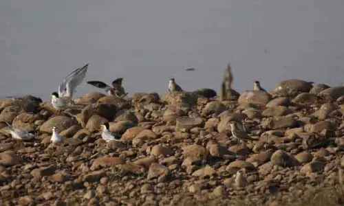 Hirakud में घोंसला बनाने के लिए आते हैं वेडर्स