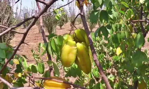 प्रगतिशील किसान ने कॉर्पोरेट नौकरी छोड़ने के बाद मेहनत का पाया फल प्रगतिशील किसान ने कॉर्पोरेट नौकरी छोड़ने के बाद मेहनत का पाया फल