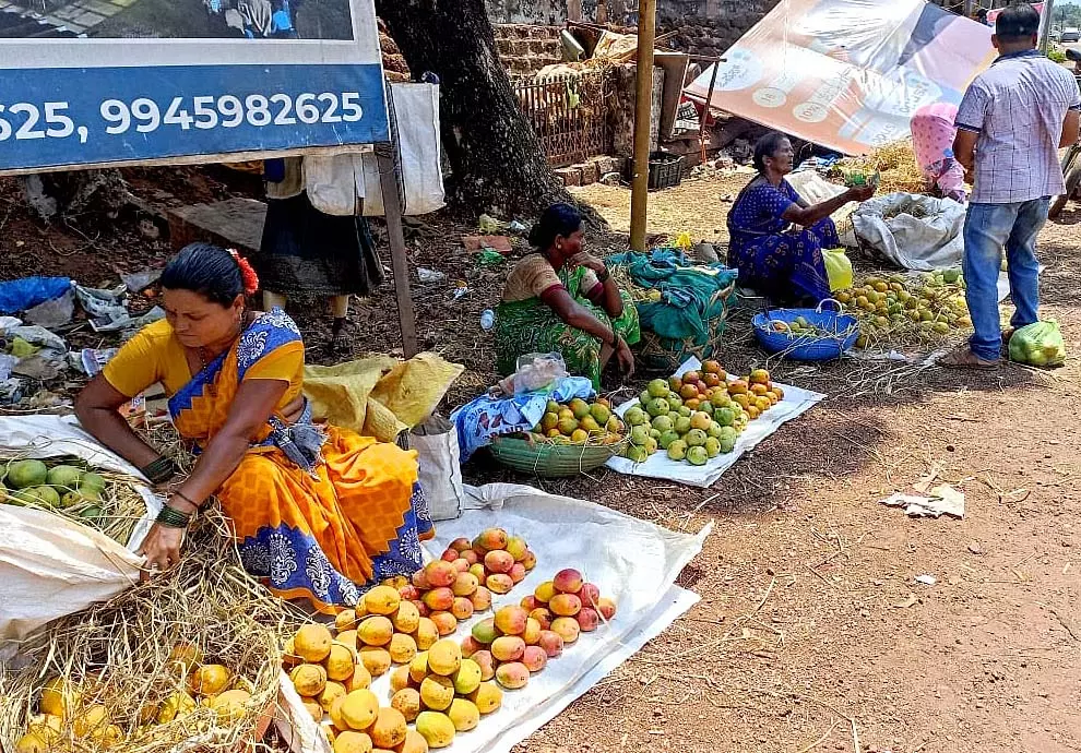 Karnataka : कुमटा में अंकोला आम का स्वाद Karnataka : कुमटा में अंकोला आम का स्वाद