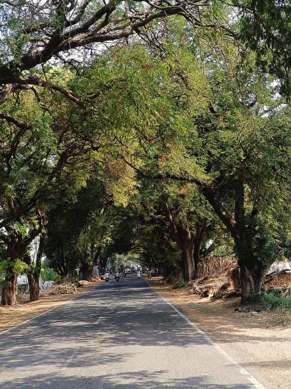 Karnataka : इमली के पेड़ की छाया भी बूढ़ी नहीं होती Karnataka : इमली के पेड़ की छाया भी बूढ़ी नहीं होती