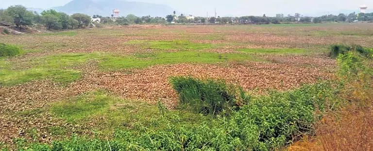 Odisha में लंबे समय से उपेक्षा के कारण भवानीपटना का आशा सागर सिकुड़ रहा Odisha में लंबे समय से उपेक्षा के कारण भवानीपटना का आशा सागर सिकुड़ रहा