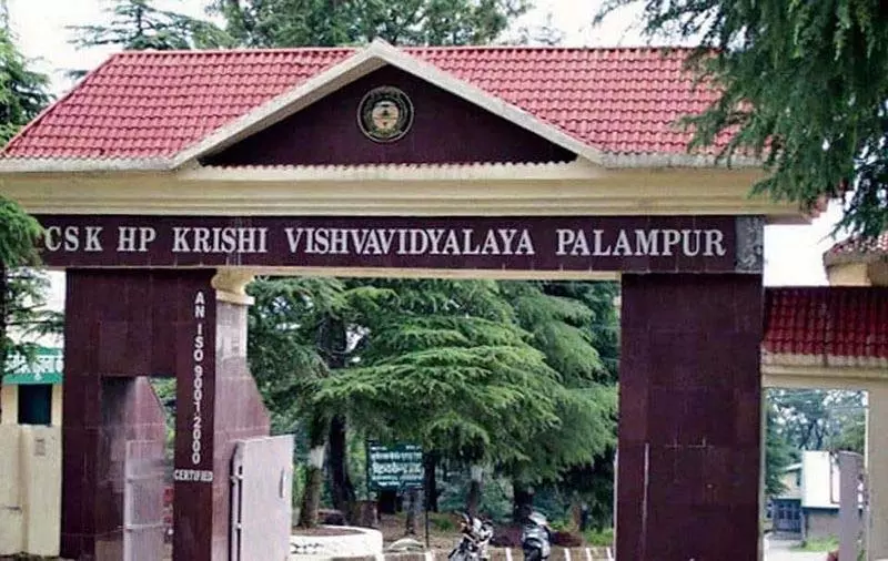 Palampur कृषि विश्वविद्यालय को चारा अनुसंधान के लिए राष्ट्रीय पुरस्कार मिला Palampur कृषि विश्वविद्यालय को चारा अनुसंधान के लिए राष्ट्रीय पुरस्कार मिला