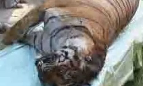 Uttarakhand: बाघिन का शव मिलने से मचा हड़कंप