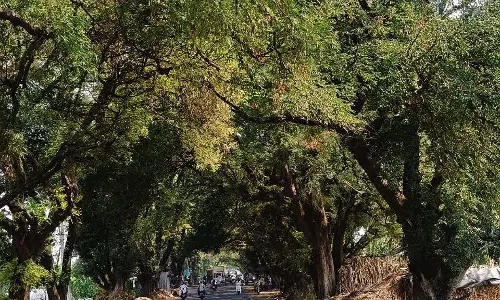Karnataka : इमली के पेड़ की छाया भी बूढ़ी नहीं होती Karnataka : इमली के पेड़ की छाया भी बूढ़ी नहीं होती