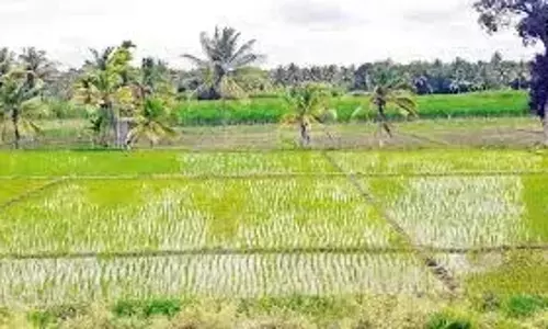 Telangana ने रबी फसल की खेती में रिकॉर्ड बनाया