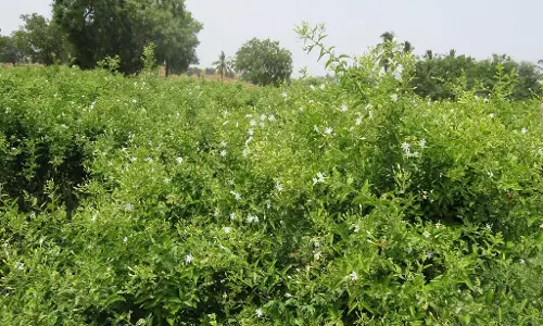 Karnataka : चमेली चावल की कीमत अचानक गिर गई