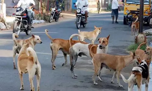 Kerala : तीन महीने में कुत्तों ने 1.69 लाख लोगों को काटा