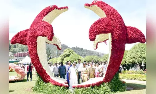 ऊटी फूल मेला: रोज गार्डन में पनीनीर फूल प्रदर्शनी शुरू ऊटी फूल मेला: रोज गार्डन में पनीनीर फूल प्रदर्शनी शुरू