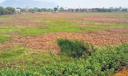 Odisha में लंबे समय से उपेक्षा के कारण भवानीपटना का आशा सागर सिकुड़ रहा