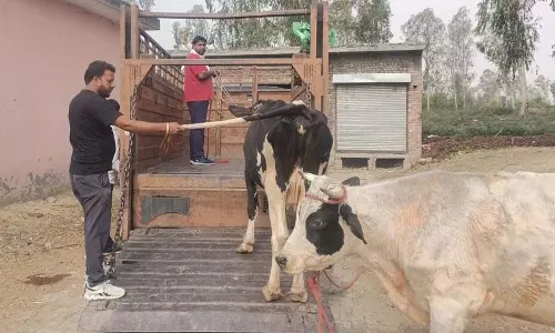 Yamunanagar जिले में नगर निगम की टीम ने 11 आवारा पशु पकड़े