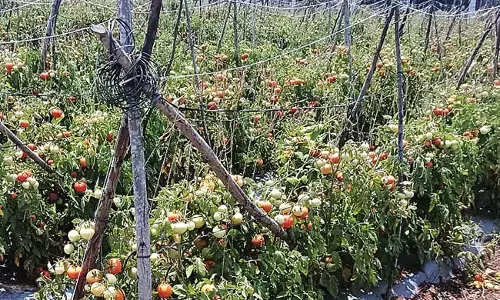 Andhra : टमाटर किसान की दुविधा