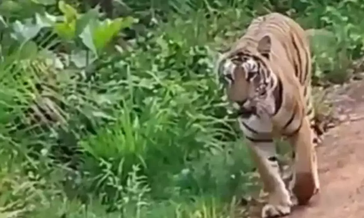Telangana: नल्लामाला वन में बाघ के दर्शन से पर्यटक रोमांचित Telangana: नल्लामाला वन में बाघ के दर्शन से पर्यटक रोमांचित