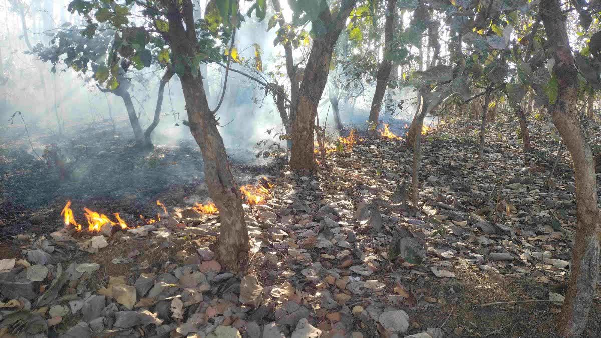 जंगलों को आग लगाकर खेतों में बदला जा रहा, वन विभाग चुप