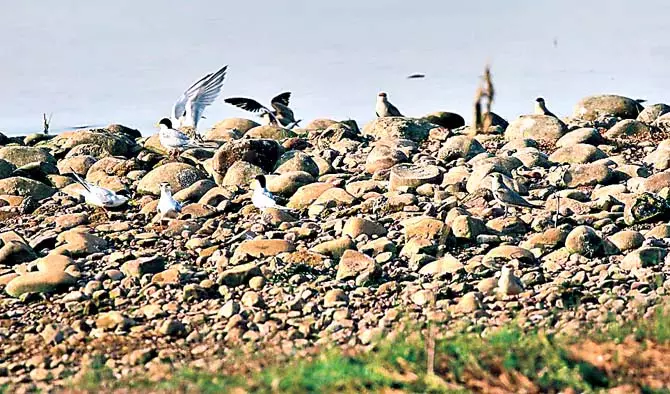 Odisha : हीराकुंड जलाशय में प्रवासी पक्षियों की आवाज Odisha : हीराकुंड जलाशय में प्रवासी पक्षियों की आवाज