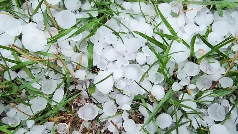 त्राल के गांवों में ओलावृष्टि से फसलें प्रभावित त्राल के गांवों में ओलावृष्टि से फसलें प्रभावित