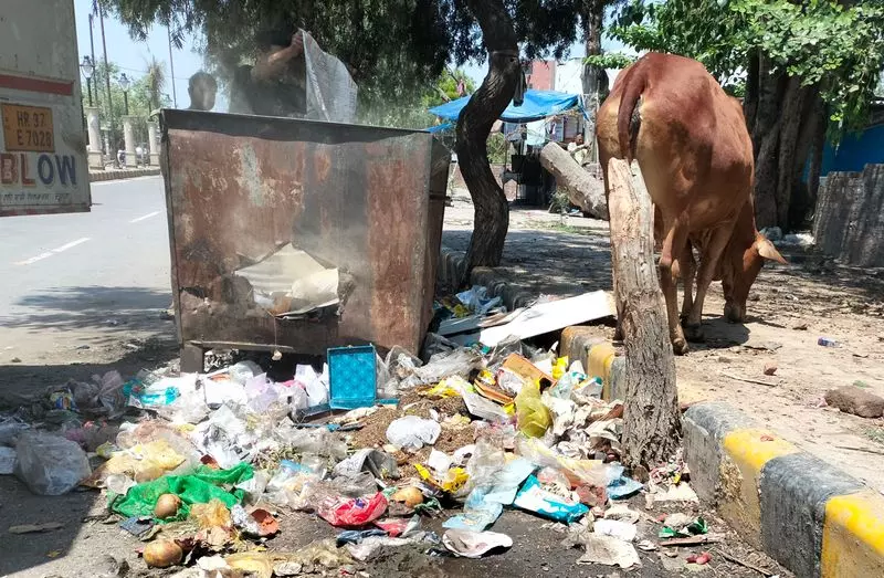 Haryana : आवारा पशु और जाम नालियां अंबाला कैंट की दयनीय तस्वीर पेश करती Haryana : आवारा पशु और जाम नालियां अंबाला कैंट की दयनीय तस्वीर पेश करती