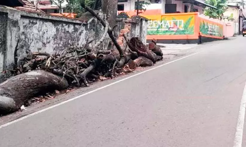 Kerala : पेड़ यात्रियों के लिए बनेंगे खतरा Kerala : पेड़ यात्रियों के लिए बनेंगे खतरा