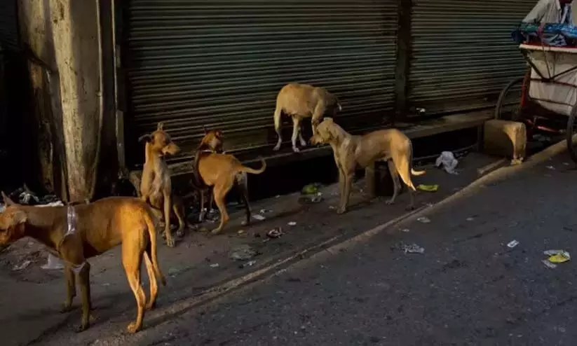 रेबीज़ संक्रमण; अत्यधिक सावधानी की आवश्यकता रेबीज़ संक्रमण; अत्यधिक सावधानी की आवश्यकता