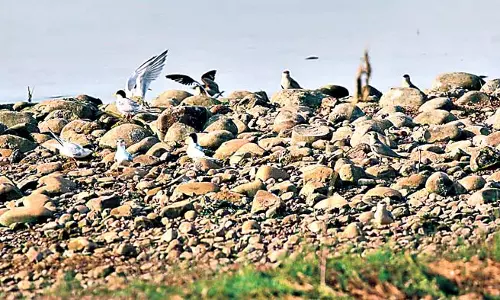 Odisha : हीराकुंड जलाशय में प्रवासी पक्षियों की आवाज
