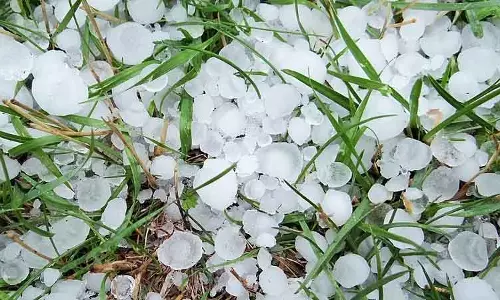 त्राल के गांवों में ओलावृष्टि से फसलें प्रभावित त्राल के गांवों में ओलावृष्टि से फसलें प्रभावित