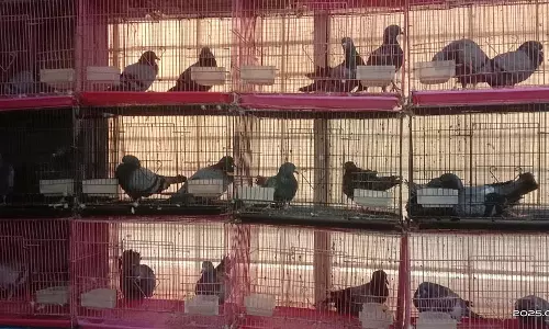 Bengaluru : कबूतरों को पुनर्जीवित करने वाला अस्पताल