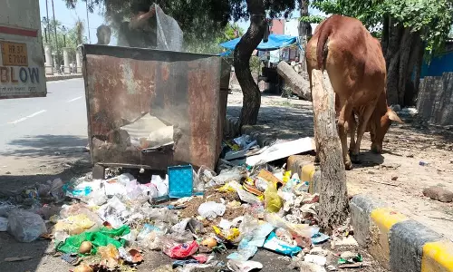 Haryana : आवारा पशु और जाम नालियां अंबाला कैंट की दयनीय तस्वीर पेश करती Haryana : आवारा पशु और जाम नालियां अंबाला कैंट की दयनीय तस्वीर पेश करती