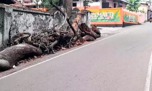 Kerala : पेड़ यात्रियों के लिए बनेंगे खतरा Kerala : पेड़ यात्रियों के लिए बनेंगे खतरा