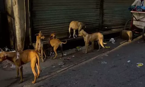 रेबीज़ संक्रमण; अत्यधिक सावधानी की आवश्यकता रेबीज़ संक्रमण; अत्यधिक सावधानी की आवश्यकता