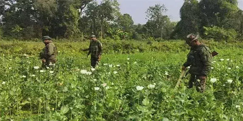 Arunachal पुलिस ने नशा विरोधी अभियान में पहली अवैध अफीम की फसल नष्ट की Arunachal पुलिस ने नशा विरोधी अभियान में पहली अवैध अफीम की फसल नष्ट की