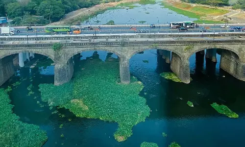 जलकुंभी ने Pune की नदियों और झीलों को अवरुद्ध कर दिया