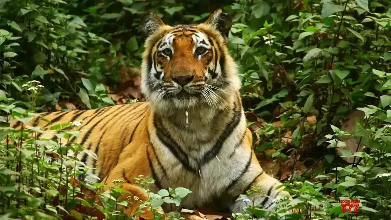 Telangana: नल्लामाला वन में बाघ के दर्शन से पर्यटक रोमांचित Telangana: नल्लामाला वन में बाघ के दर्शन से पर्यटक रोमांचित