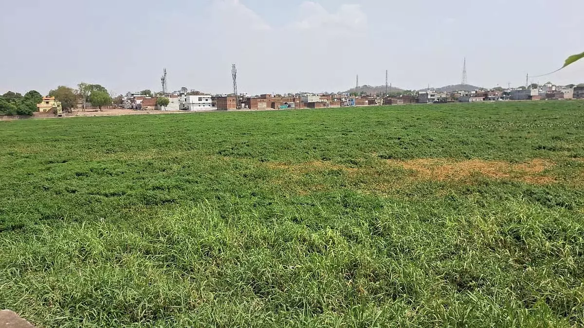 ऐतिहासिक तालाब गंदगी और जलकुंभी से भरे; स्थानीय लोगों ने तत्काल सफाई की मांग की ऐतिहासिक तालाब गंदगी और जलकुंभी से भरे; स्थानीय लोगों ने तत्काल सफाई की मांग की