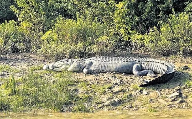 Odisha: कोरी युवक लापता, खारासरोटा नदी में मगरमच्छ के हमले का संदेह Odisha: कोरी युवक लापता, खारासरोटा नदी में मगरमच्छ के हमले का संदेह