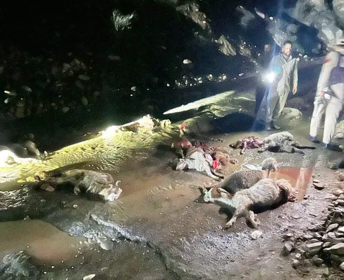 Jammu: लापरवाही से चलाए जा रहे ट्रक ने चरवाहे और 75 भेड़ों को मार डाला Jammu: लापरवाही से चलाए जा रहे ट्रक ने चरवाहे और 75 भेड़ों को मार डाला